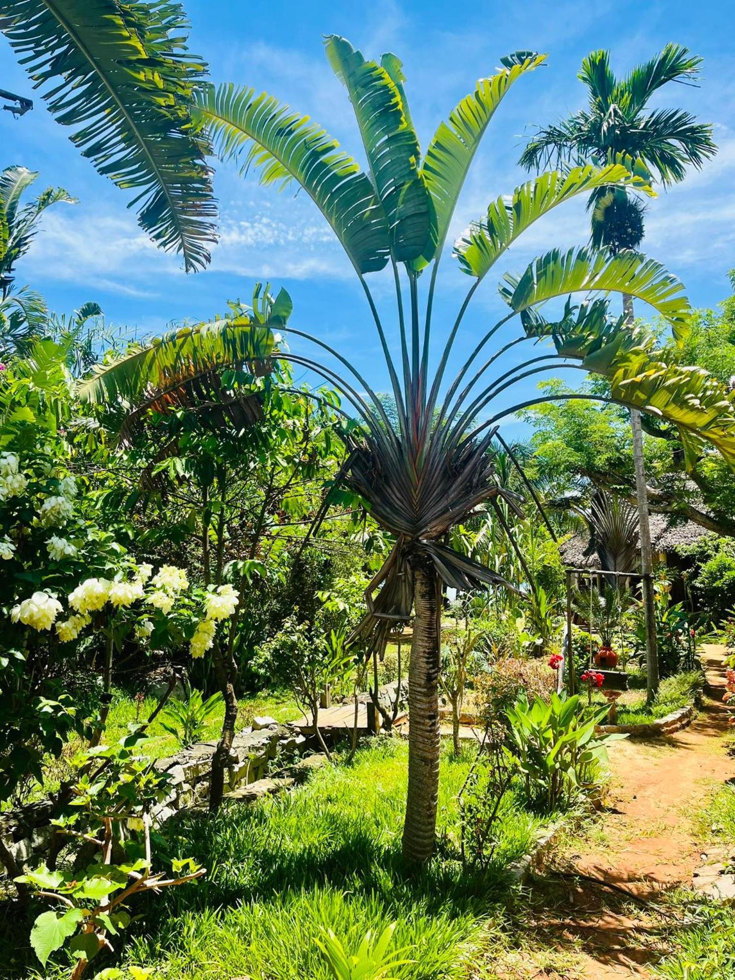 Tamarin Lodge Ampangorinana Exteriér fotografie