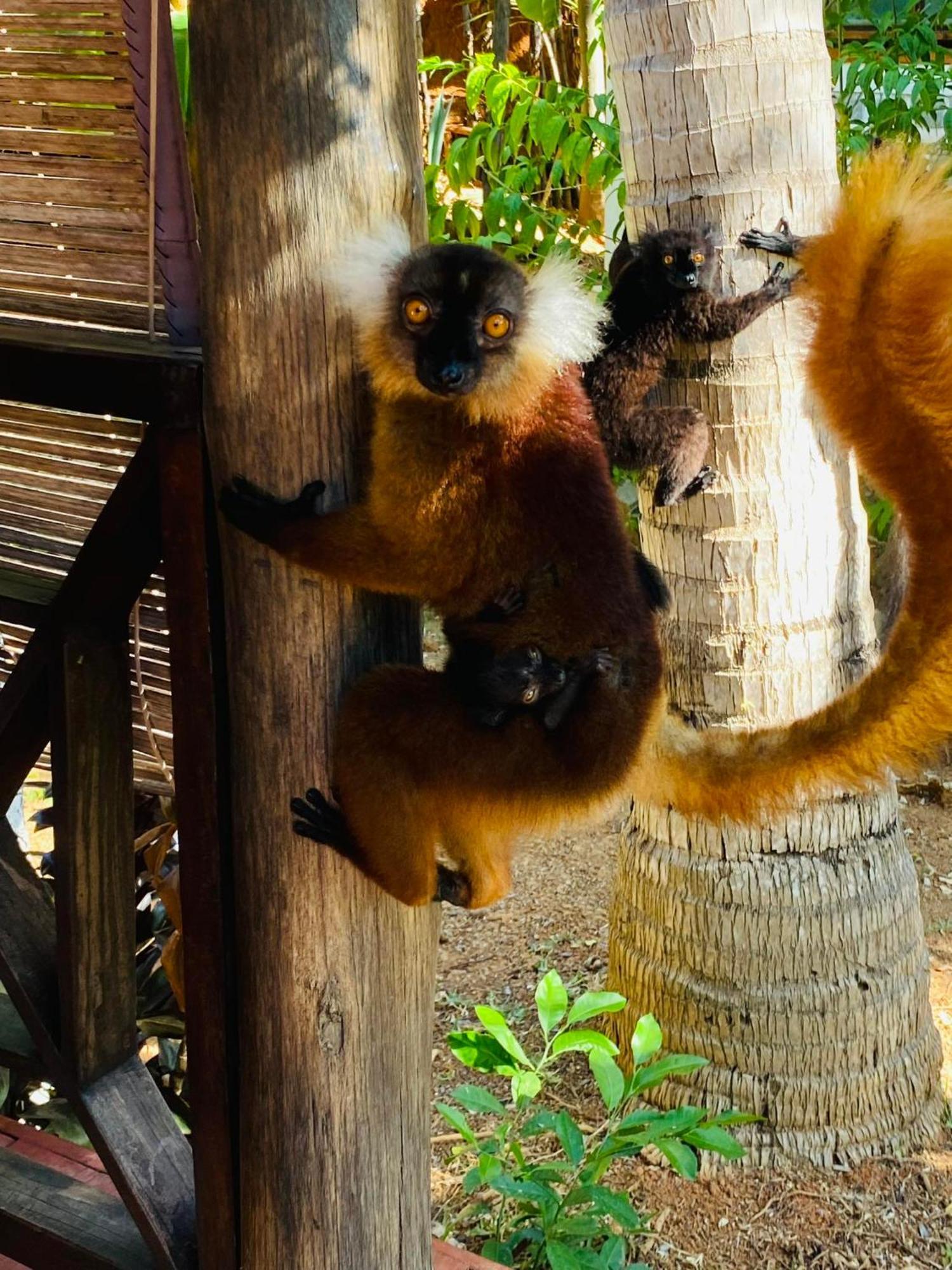 Tamarin Lodge Ampangorinana Exteriér fotografie